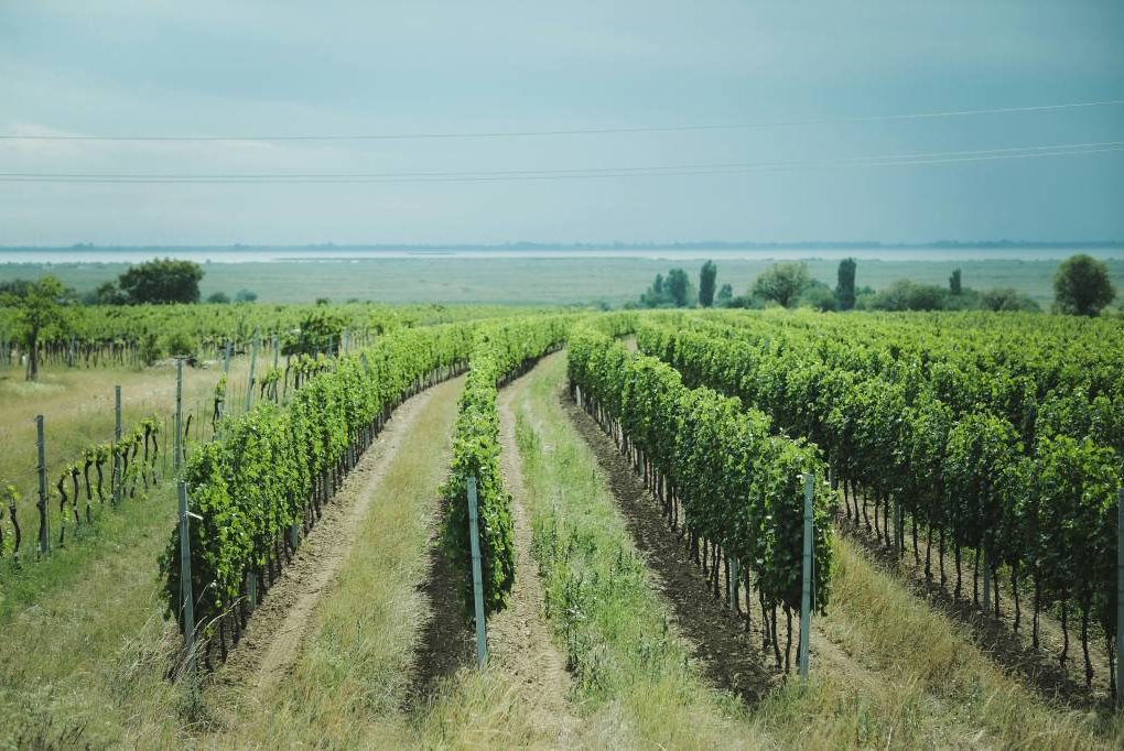 Histoire et renaissance du domaine de Tempier, l’âme de bandol