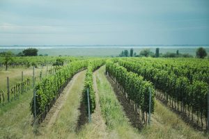 Histoire et renaissance du domaine de Tempier, l’âme de bandol