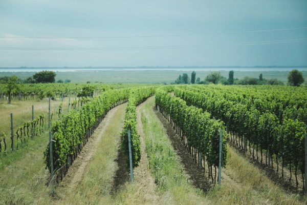 Histoire et renaissance du domaine de Tempier, l’âme de bandol
