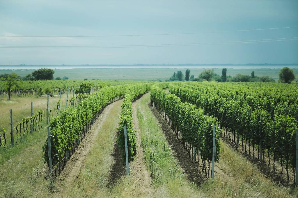 Histoire et renaissance du domaine de Tempier, l’âme de bandol